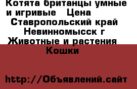 Котята-британцы умные и игривые › Цена ­ 2 500 - Ставропольский край, Невинномысск г. Животные и растения » Кошки   